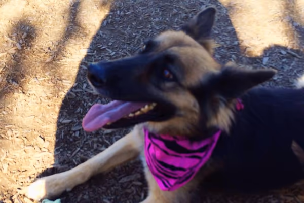 Dog Park at E. L. Pete Peterson Park